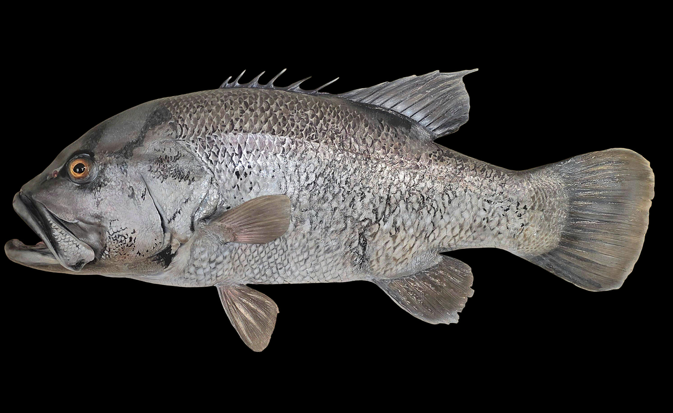 WA Dhufish reproduction