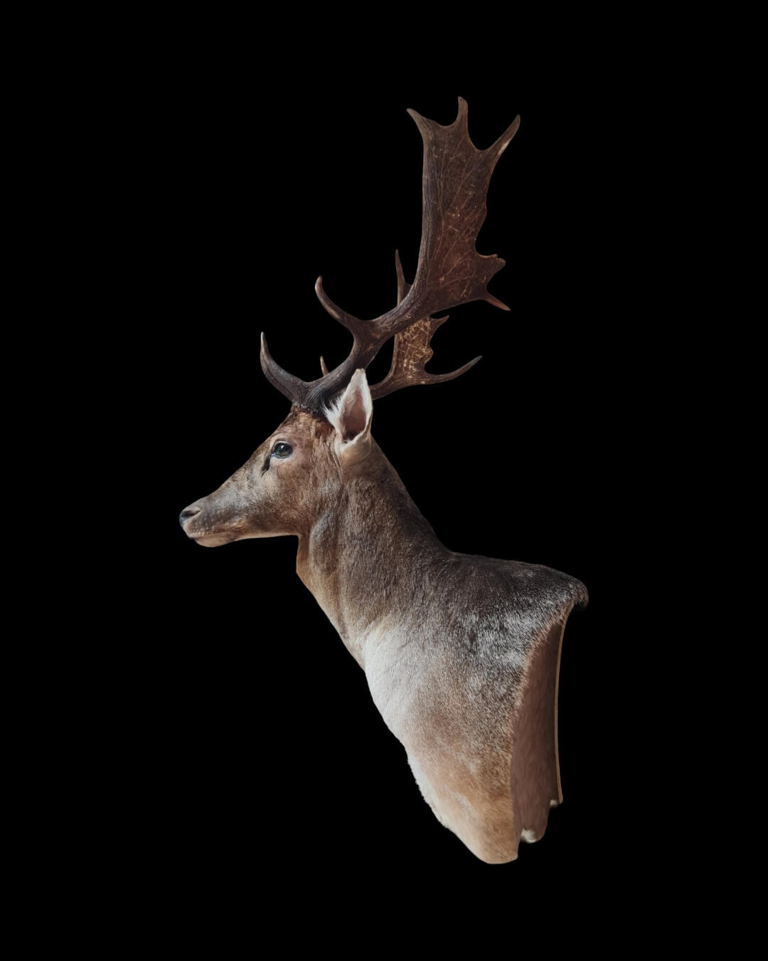 Fallow deer pedestal wall mount