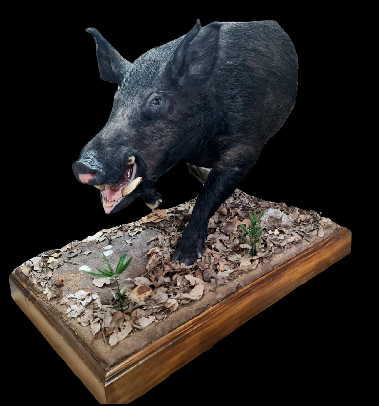 Wild boar half-size mount