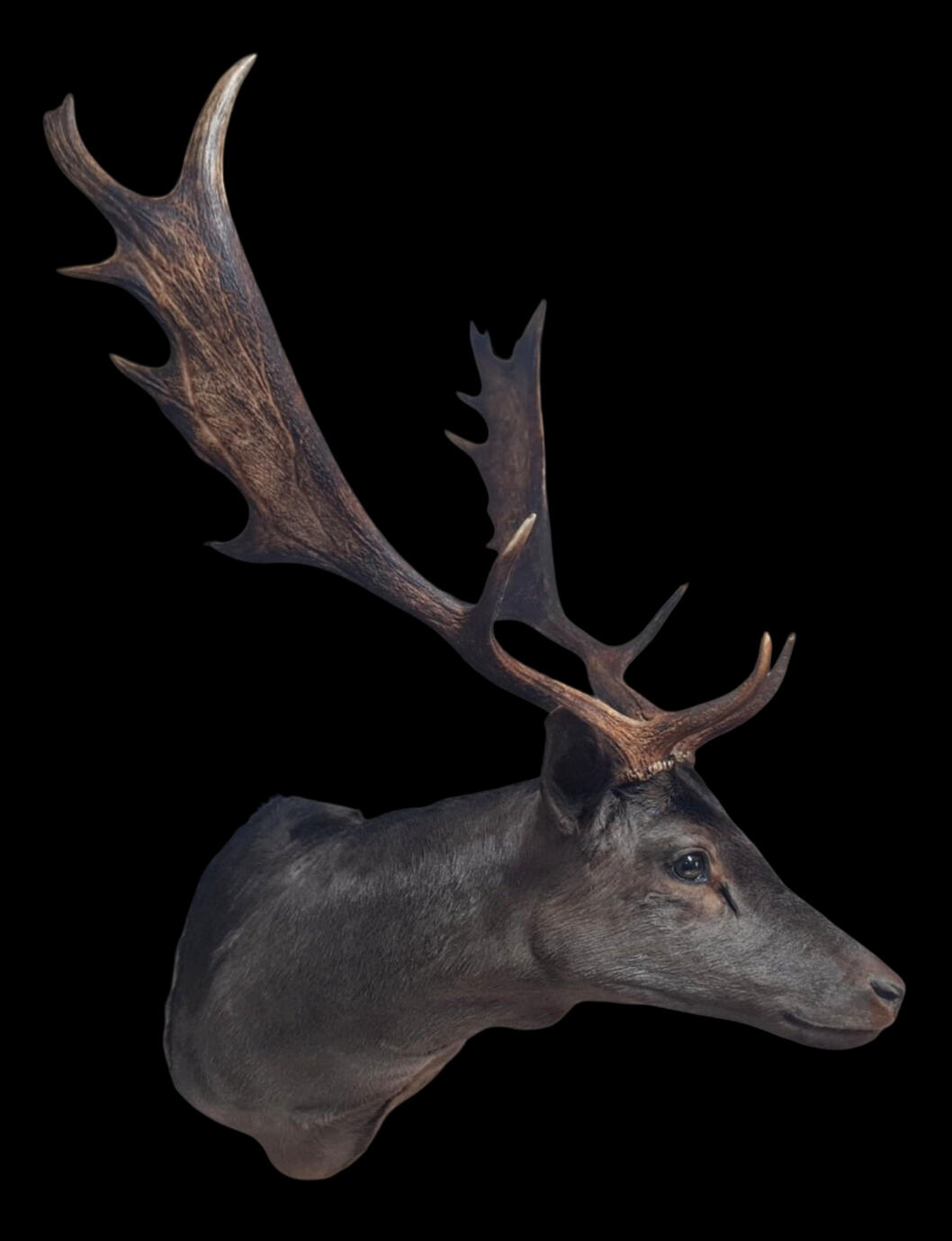 Fallow deer (Melanistic form)