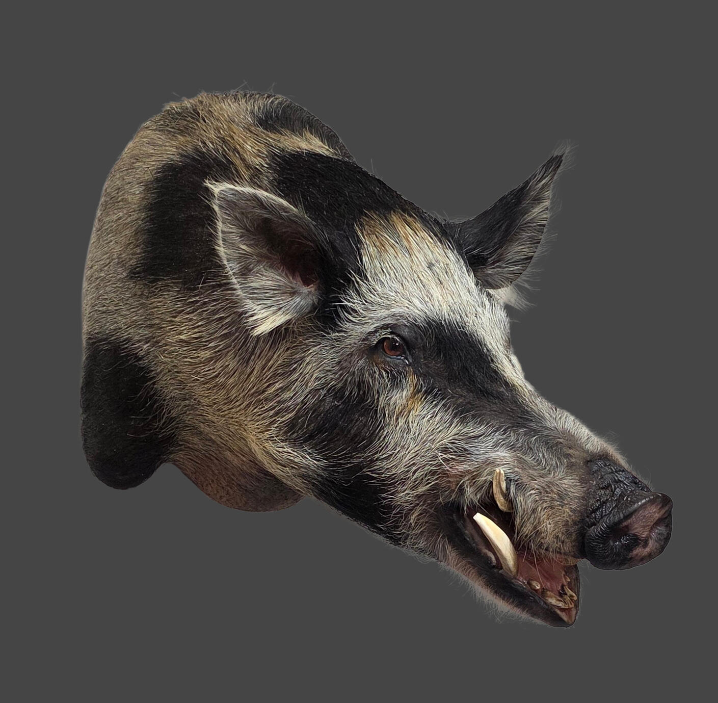 Wild Boar (Cape York)