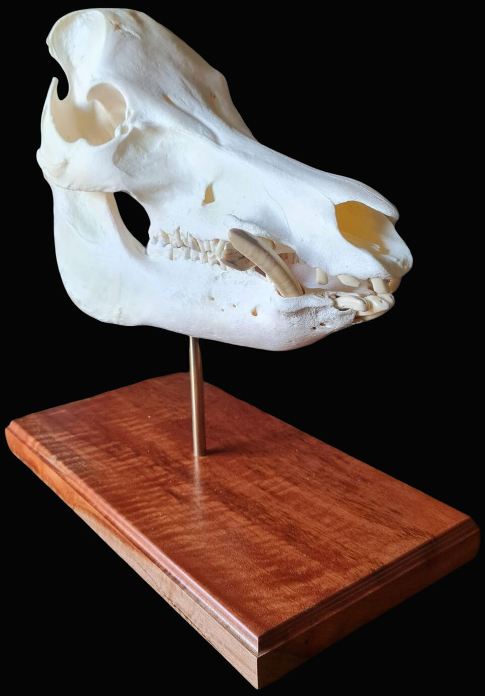 Wild boar skull pedestal