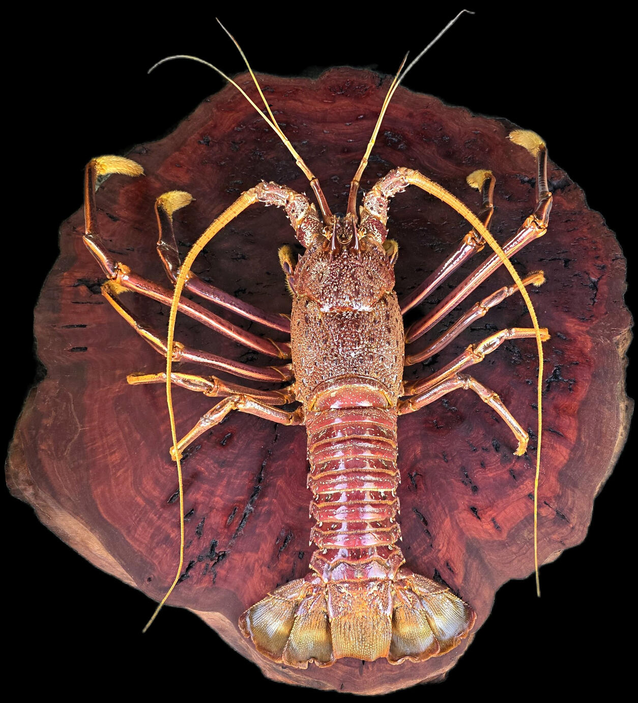 Western rock lobster