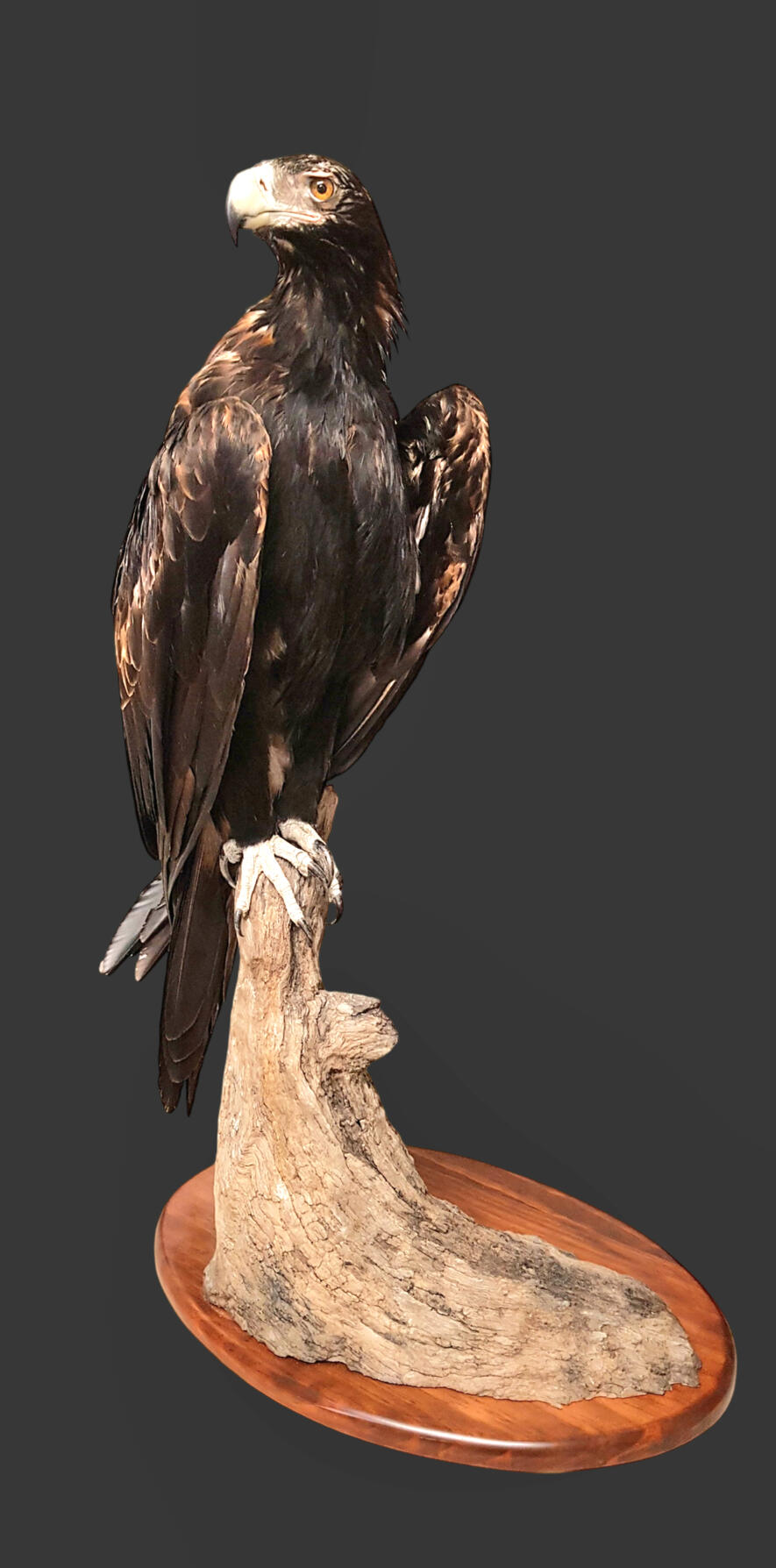 Wedge-tailed eagle (DBCA) on reproduction branch. DBCA
